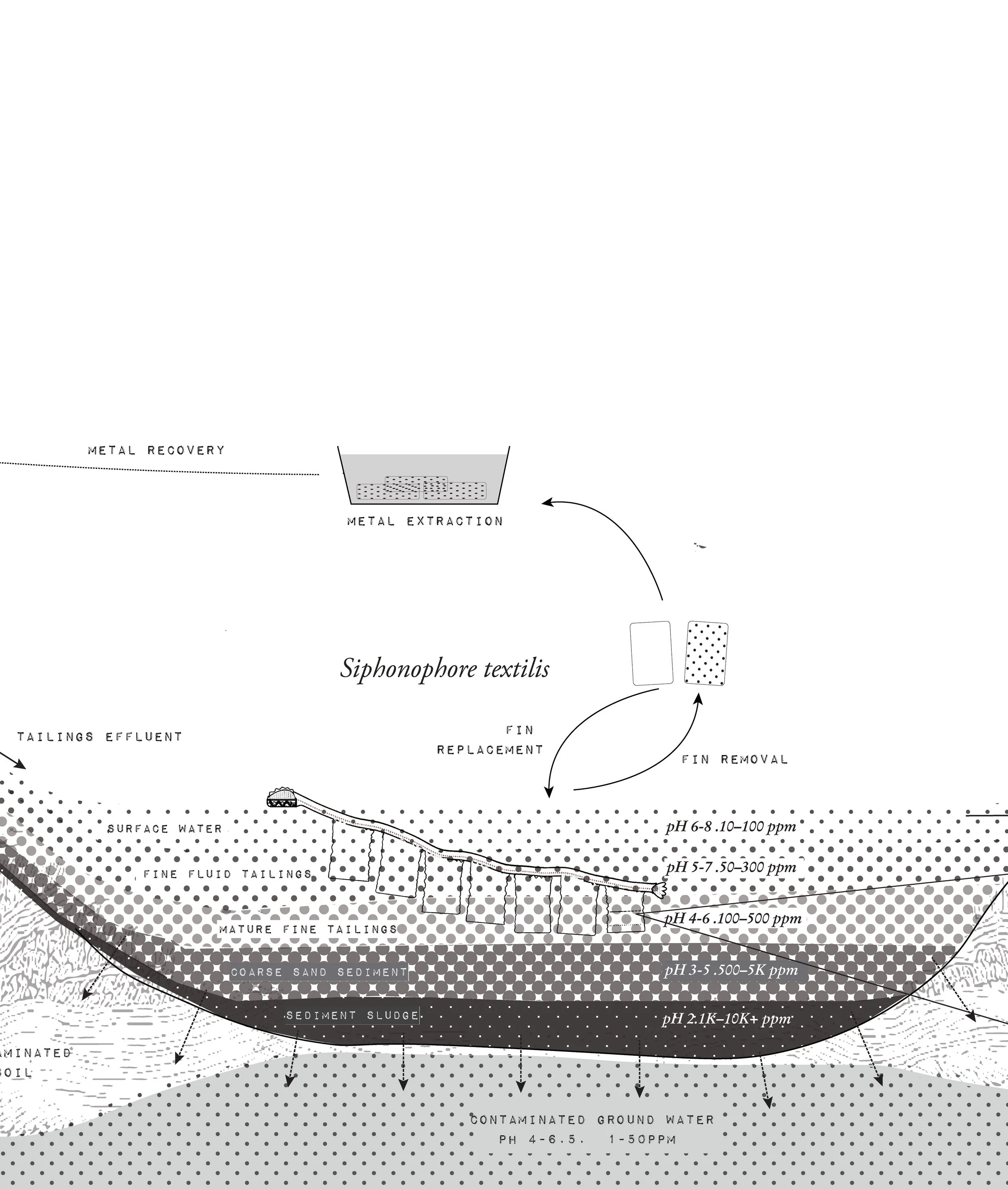 SiphonophoreTextilisSytemsMap_2.jpg