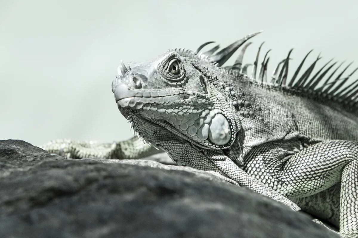 The eye of the dragon