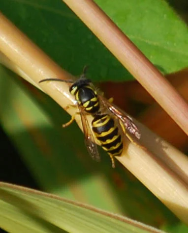 NO! WASP