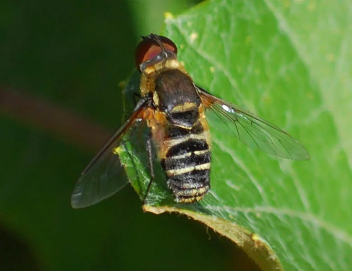 NO! A FLY