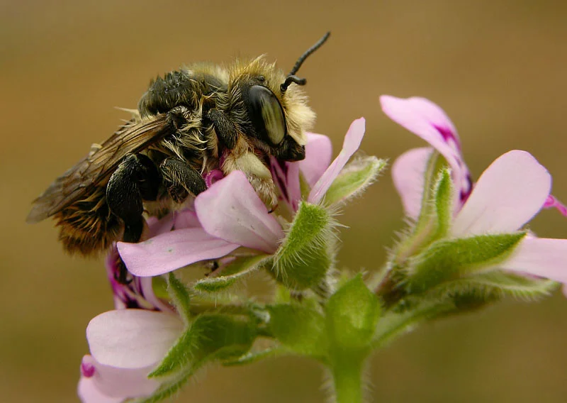  www.photgraphyblog.com Megachile perihirta ( male)