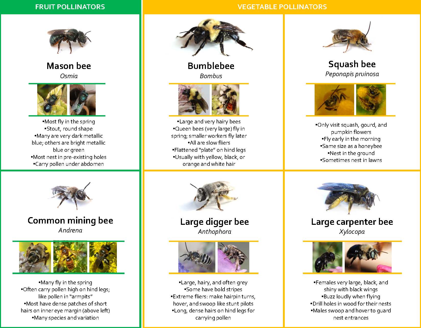 SEcond page_ UT bee guide 5-9-16.jpg