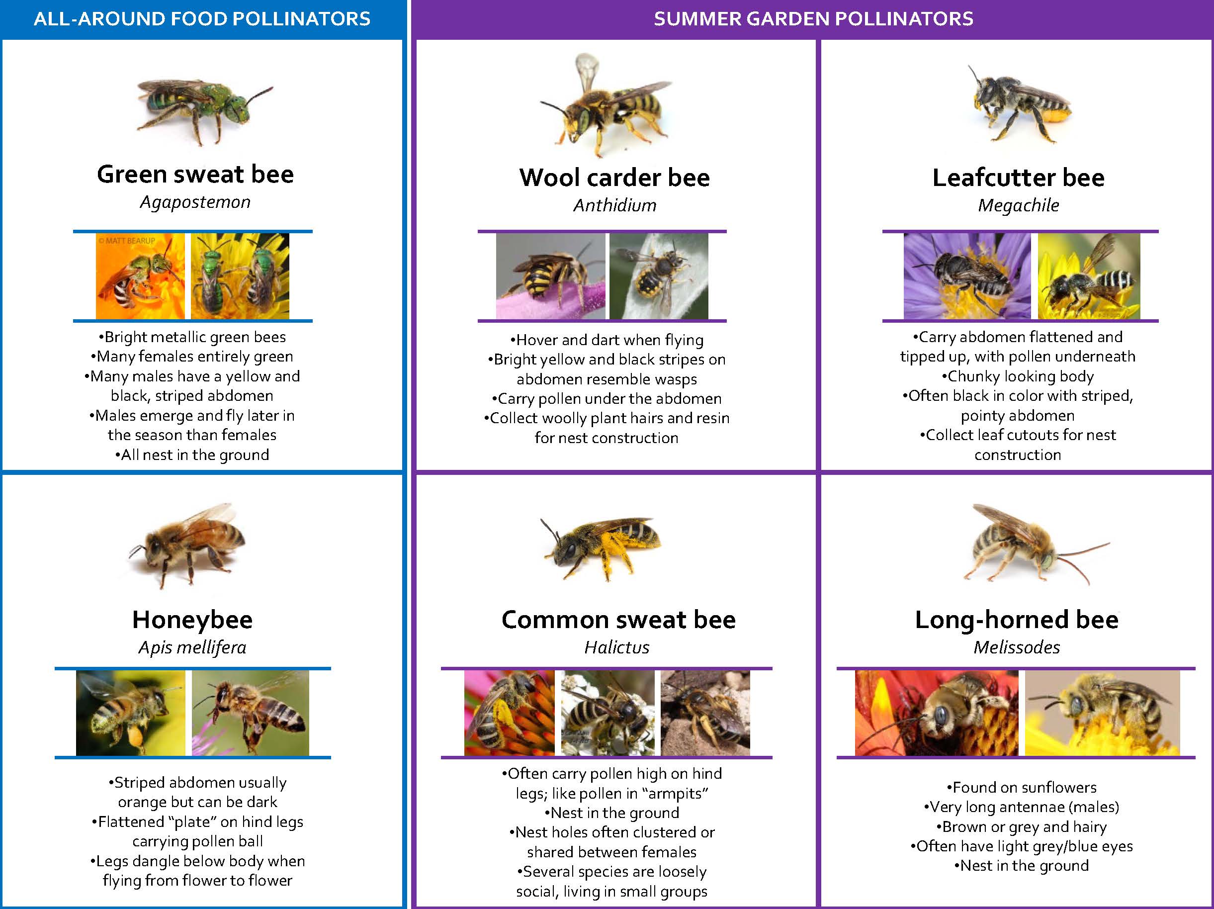 Third page_ UT bee guide 5-9-16.jpg