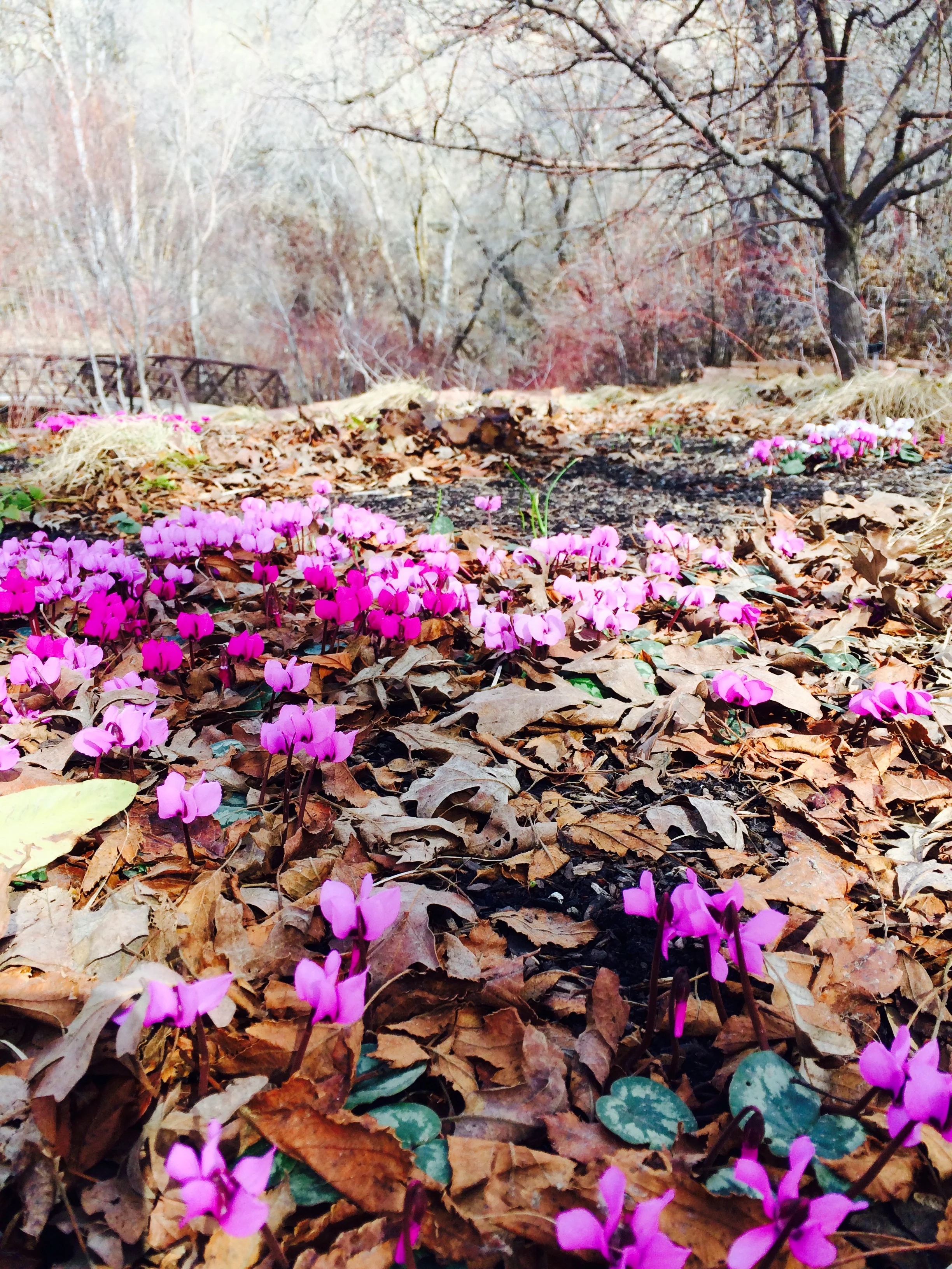 pretty purple flowers.jpg