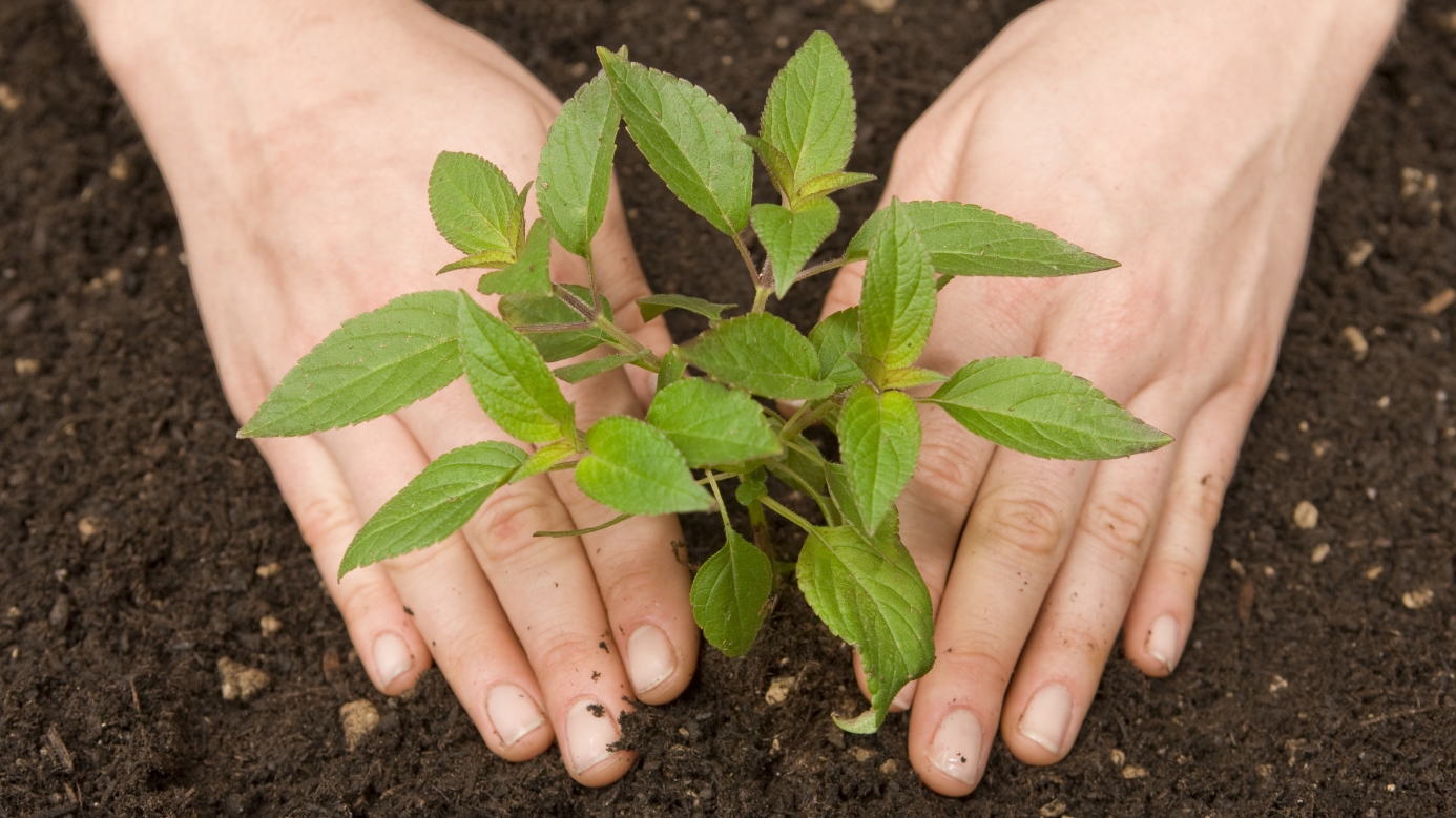 Library-photo-Belle-Cooledge-compost.jpg