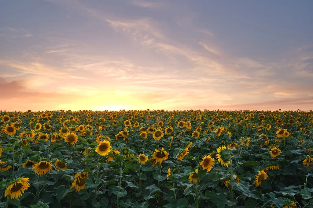Sunflower field glowing in warm light during golden hour.jpg