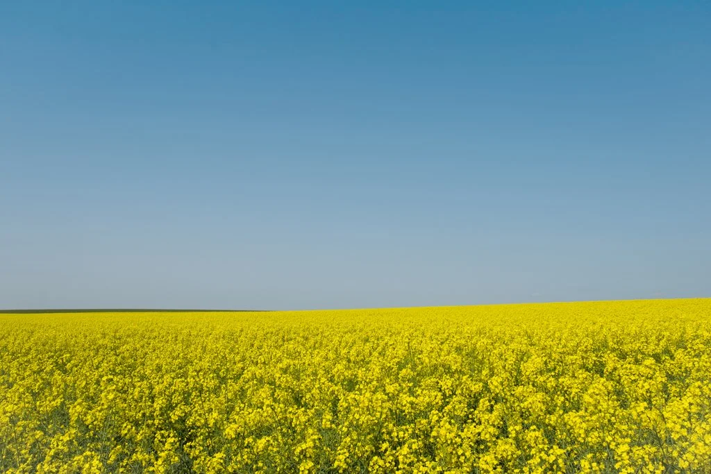 Wide field of yellow flowers beneath a clear blue sky.jpg