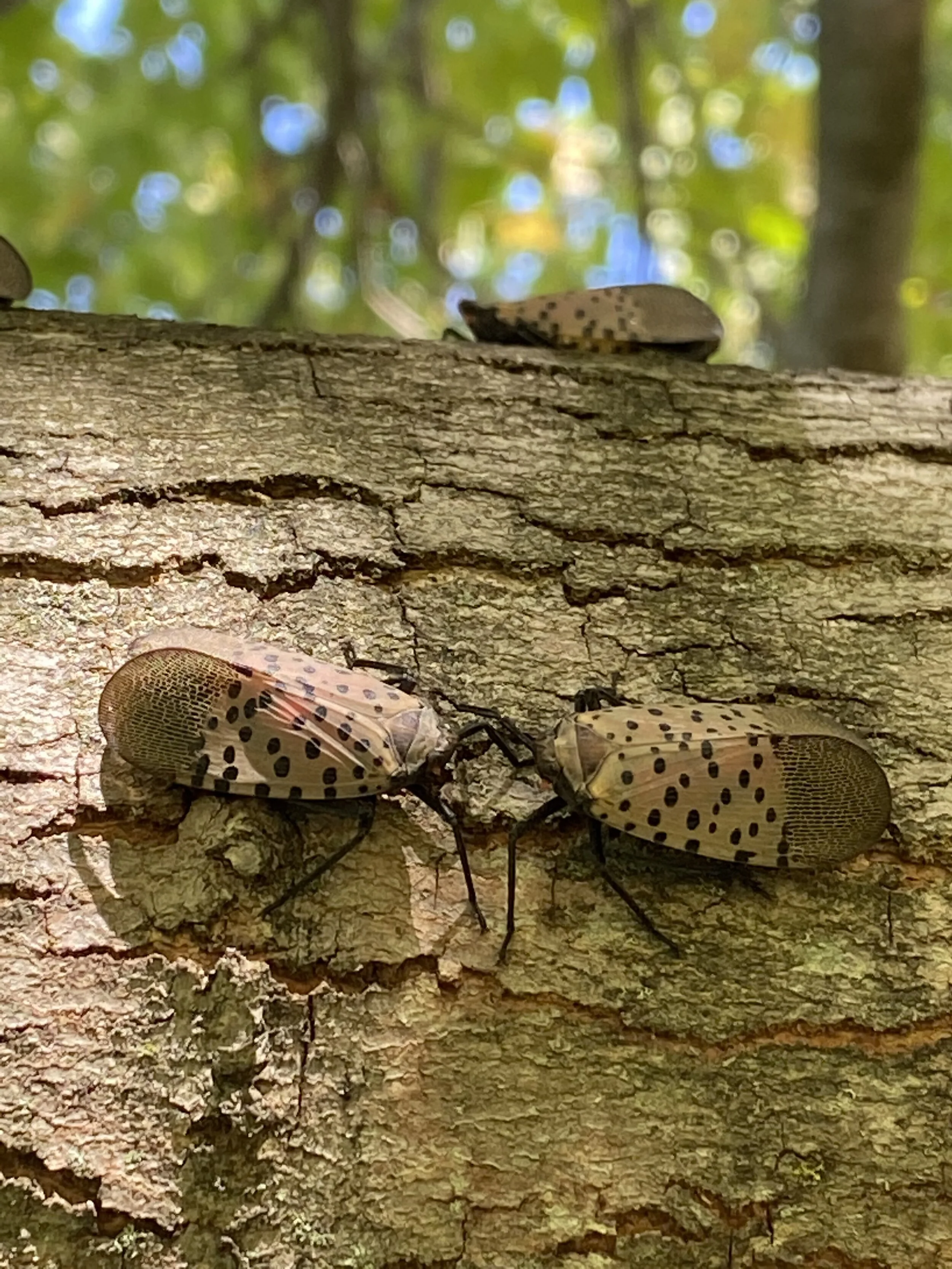 Spotted Lanternfly