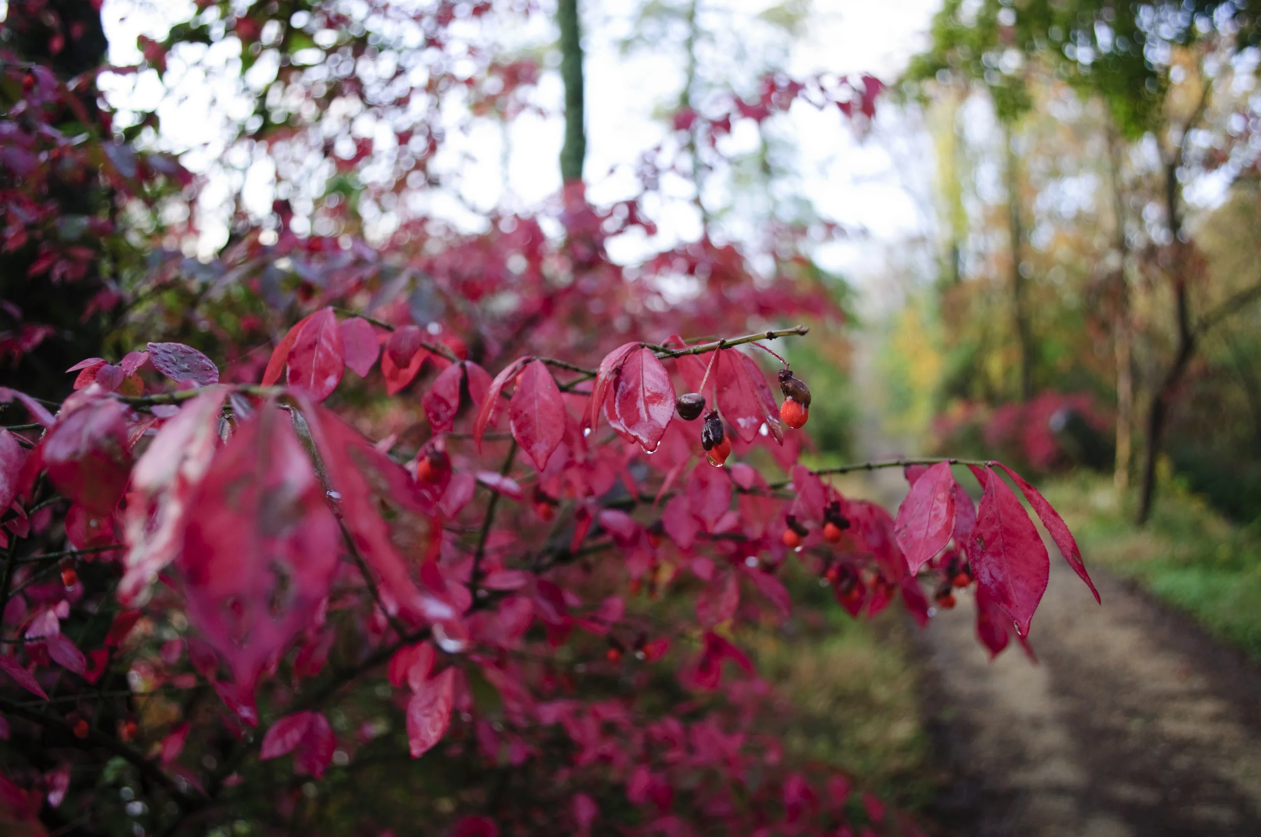 DSC_0091.jpg