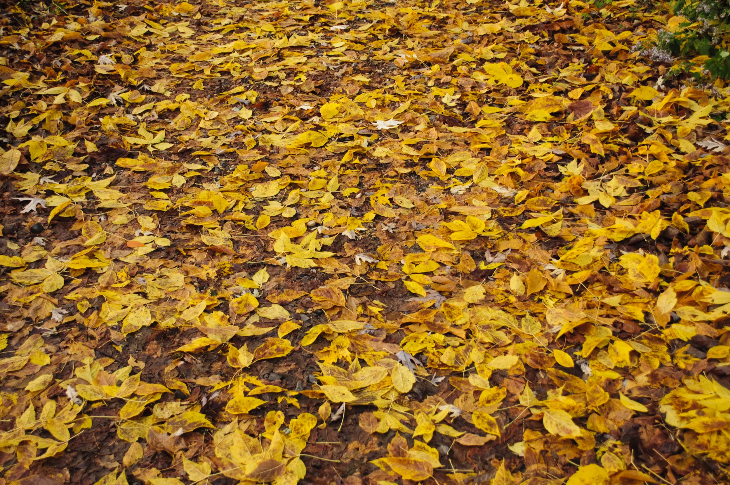 DSC_0106.jpg