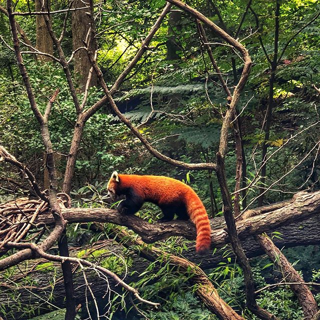 Bronx Zoo Day. Red Panda, Cranes, Flamingos, and a teenager with a fresh haircut, I mean alpacas.