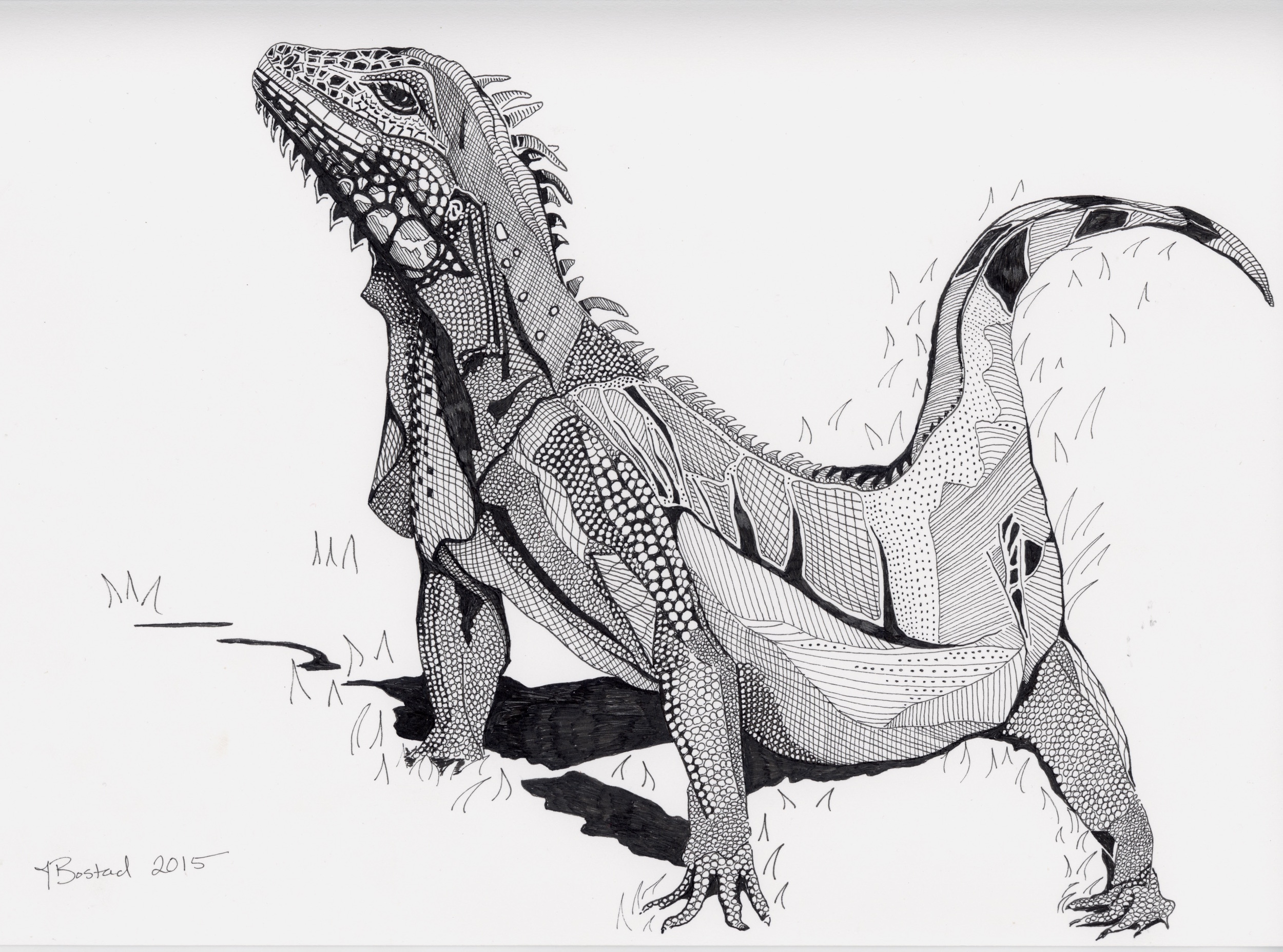 Iguana