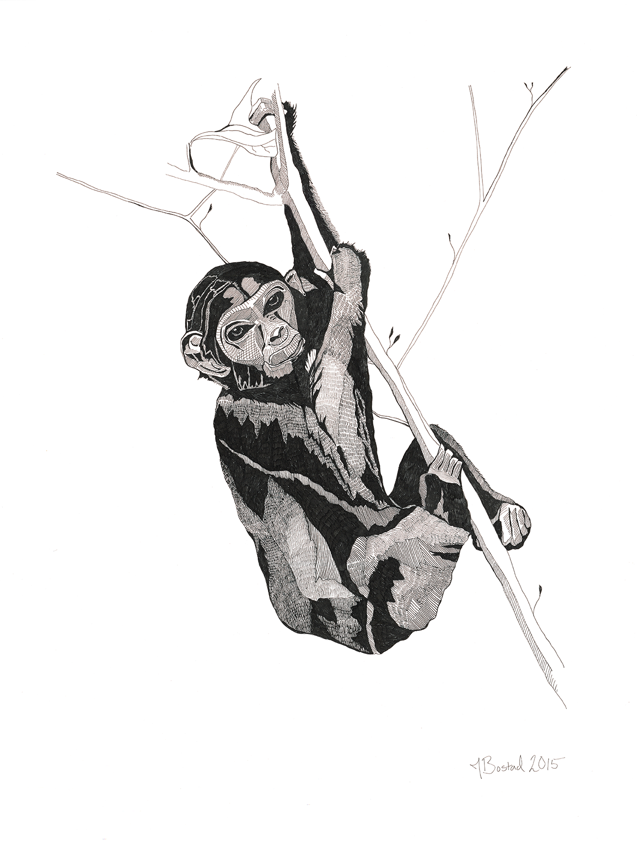 Large Chimp Commission