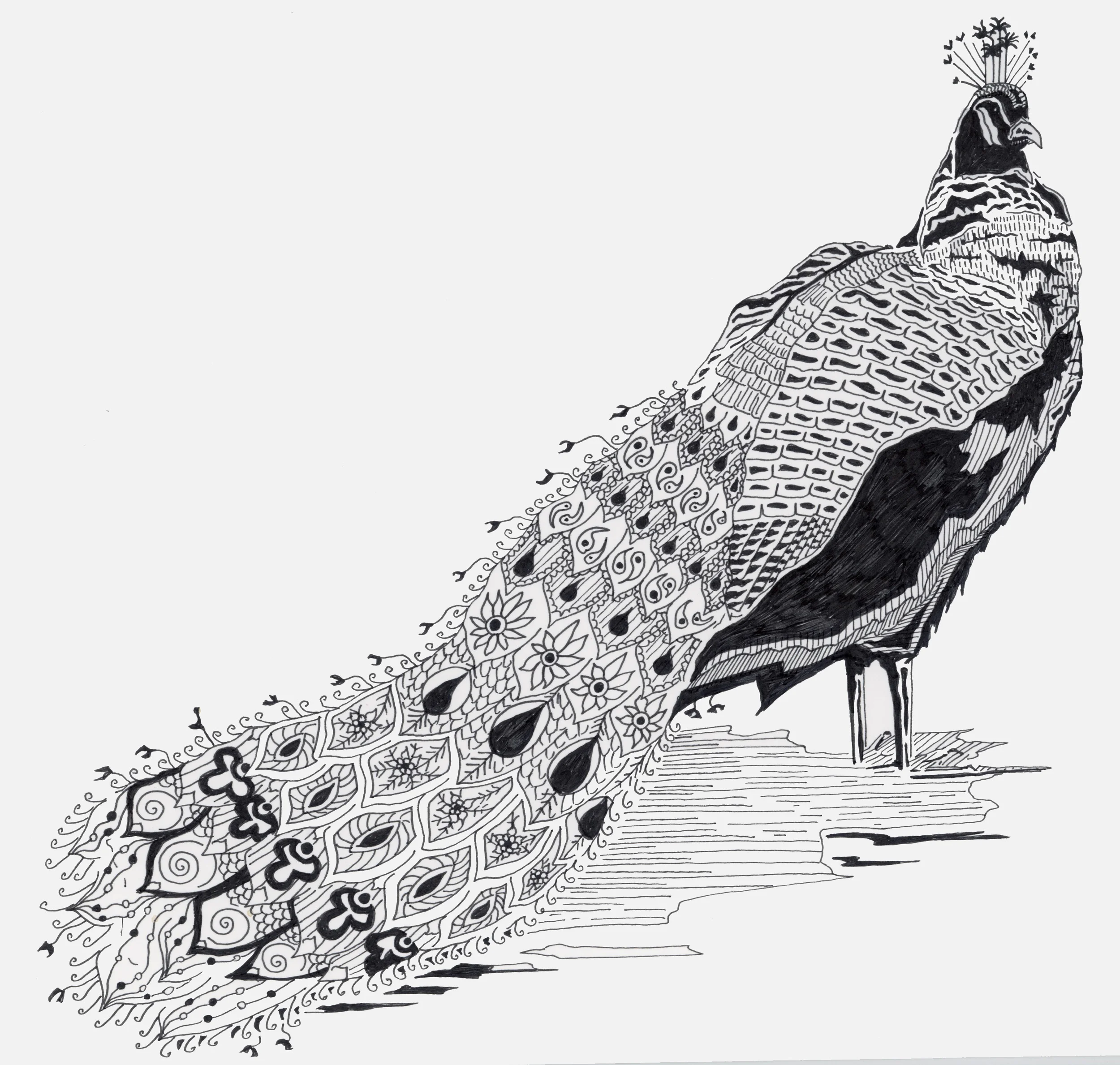 Peacock