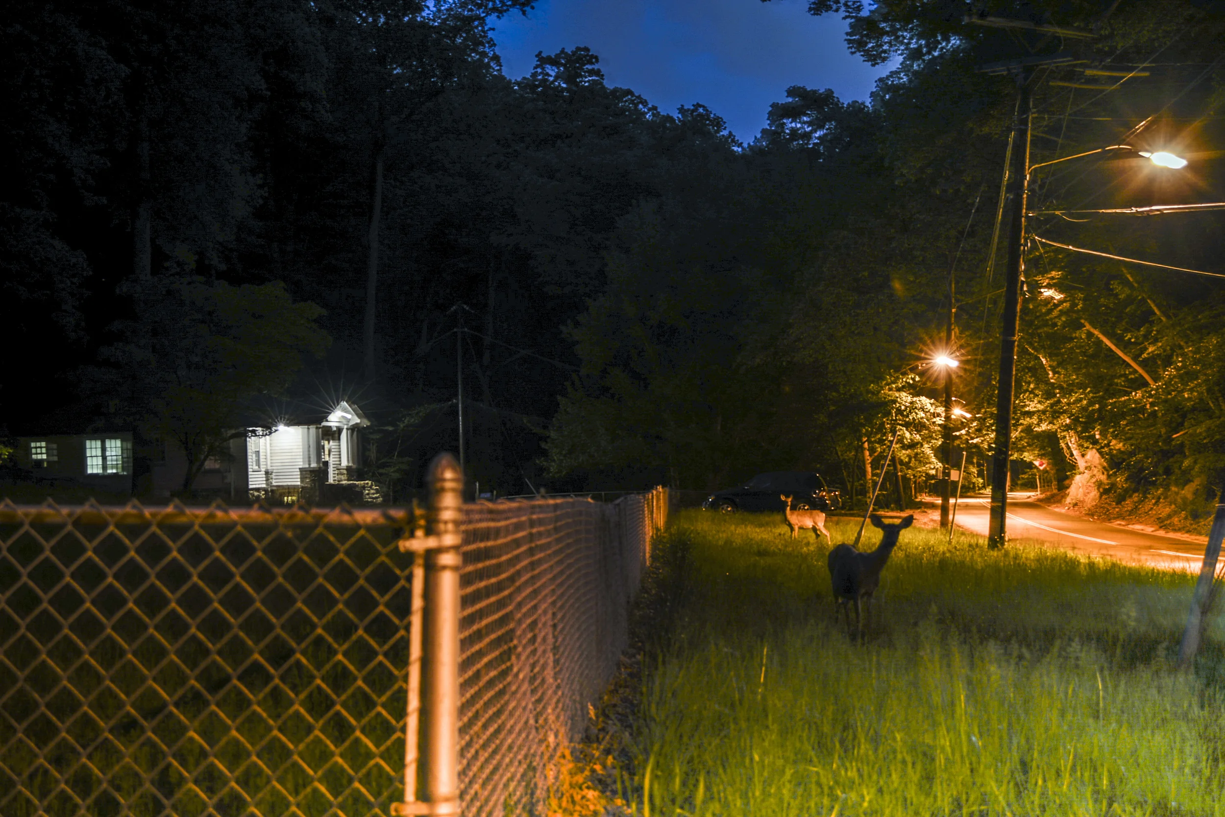 Deer in Rock Creek Park: Yard of the Tunisian Embassy, Summer 2015