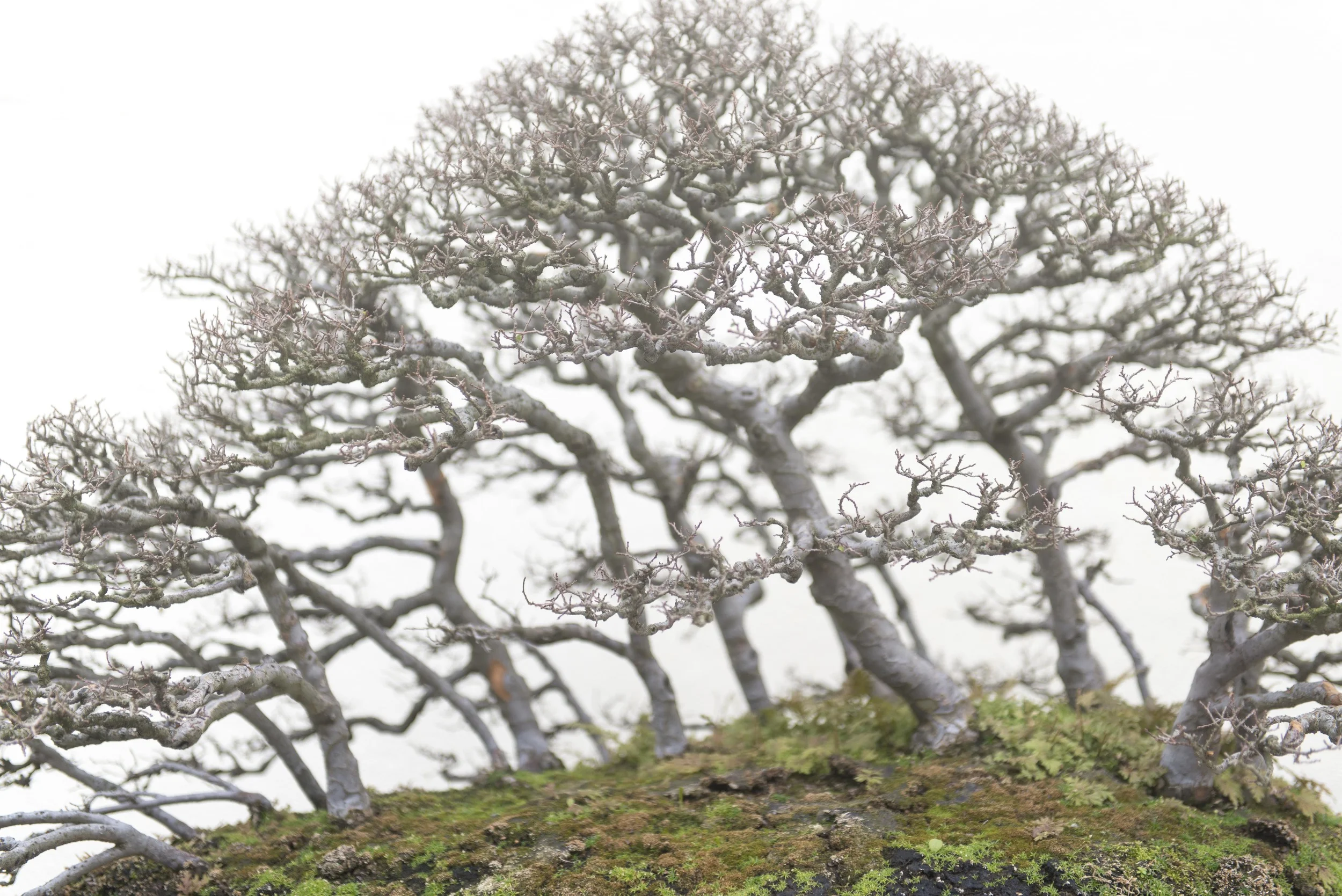 Bonsai #3