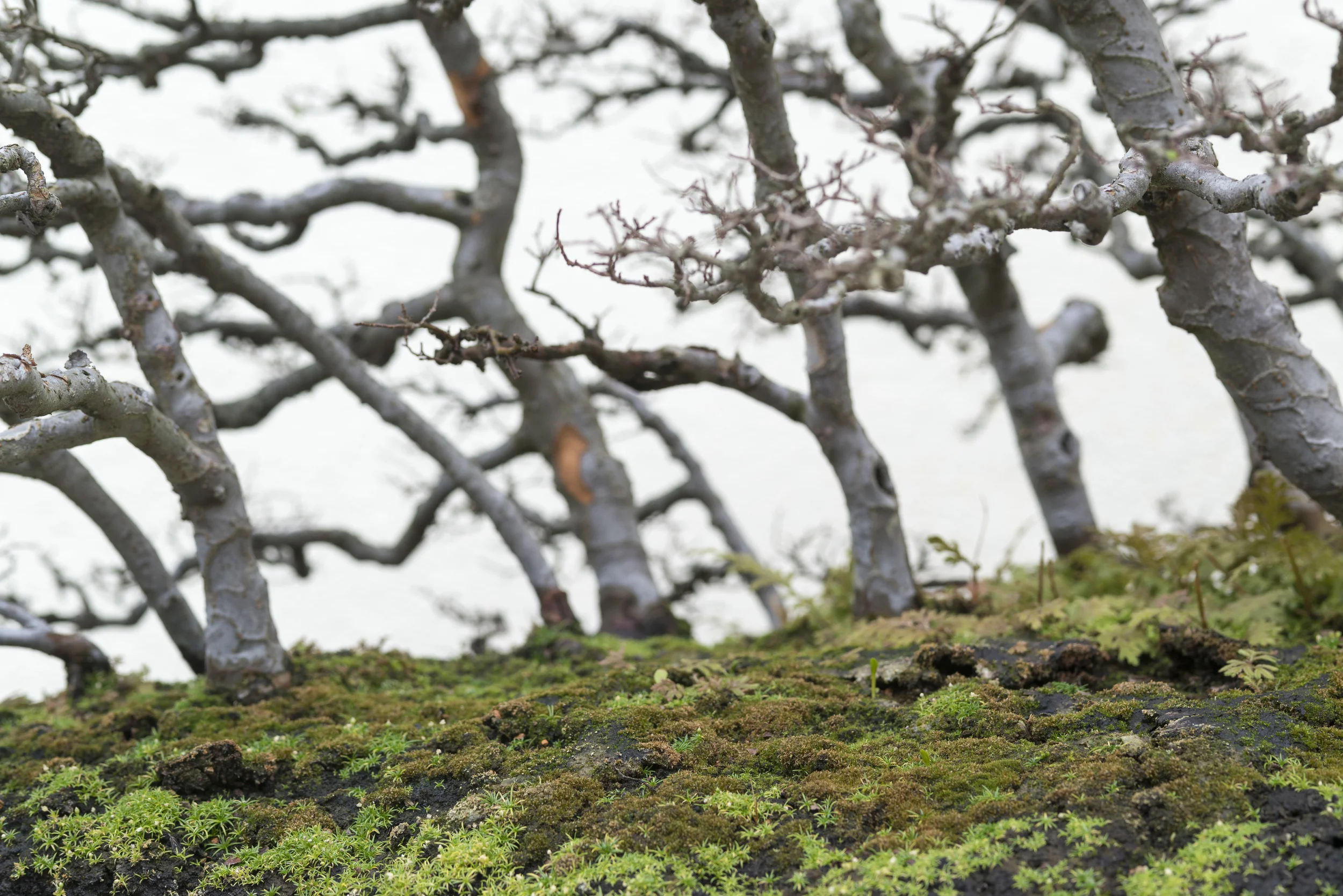 Bonsai #4