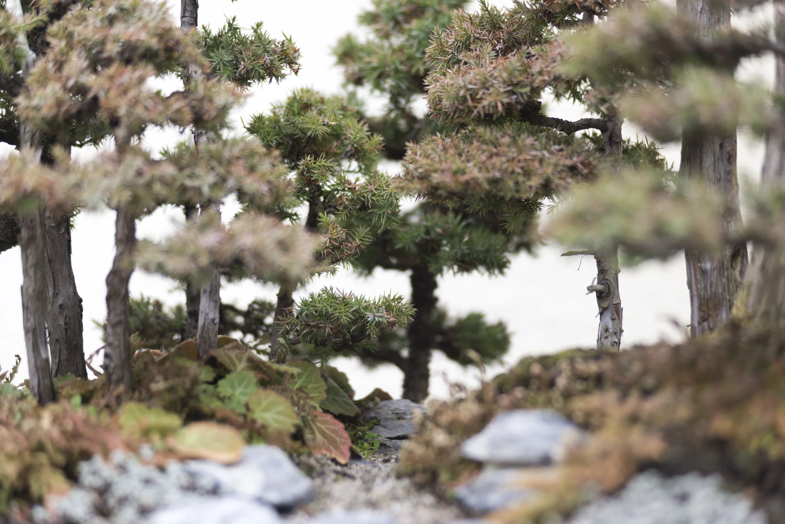 Bonsai #8