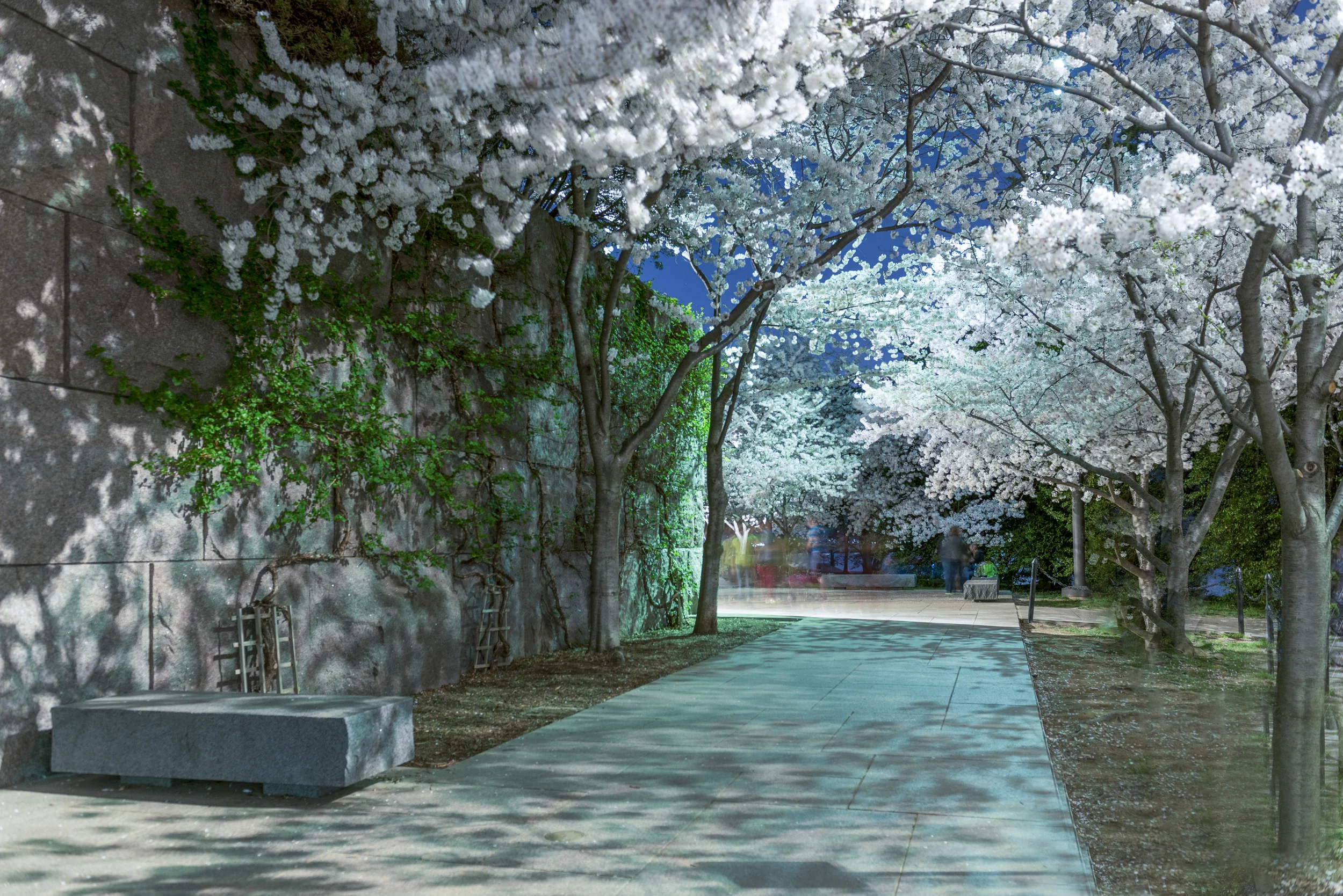 Jefferson Memorial Cherry Blossoms