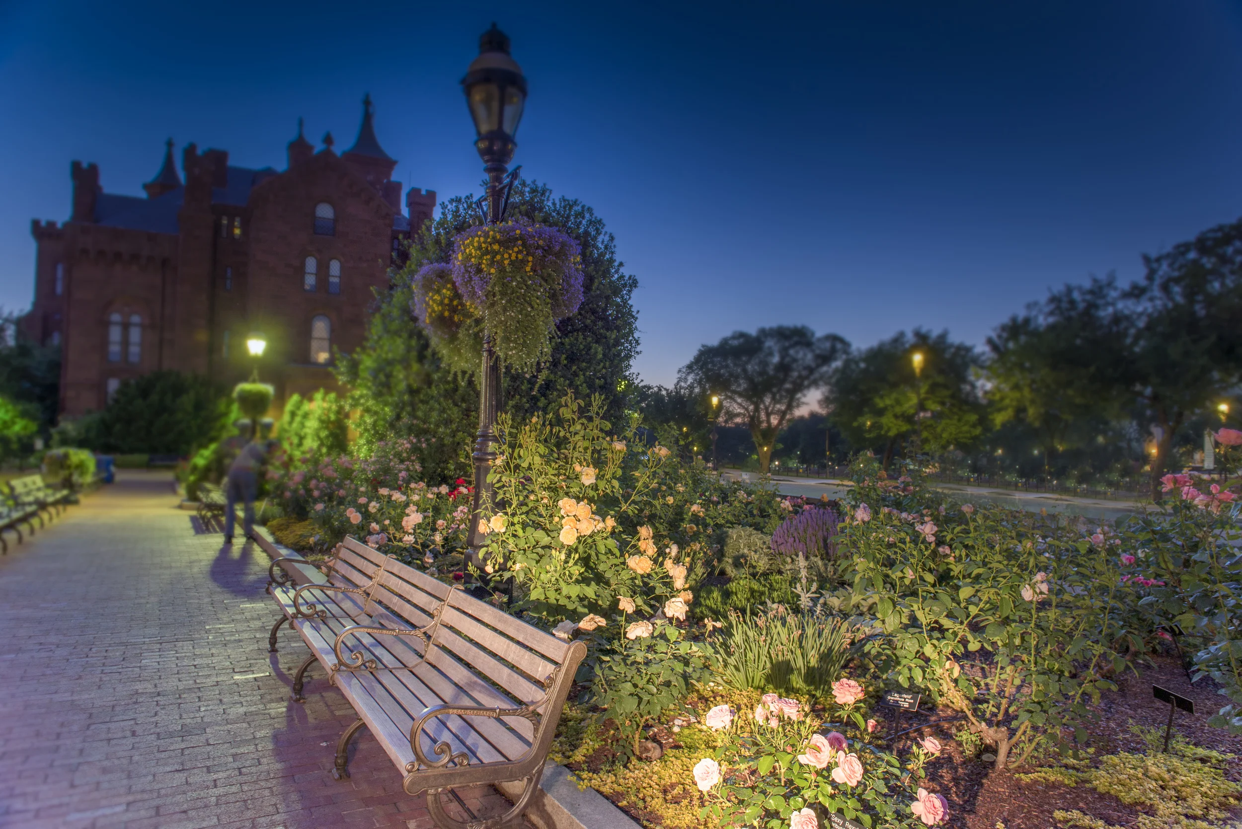 Kathrine Dulin Folger Rose Garden Summer 2015