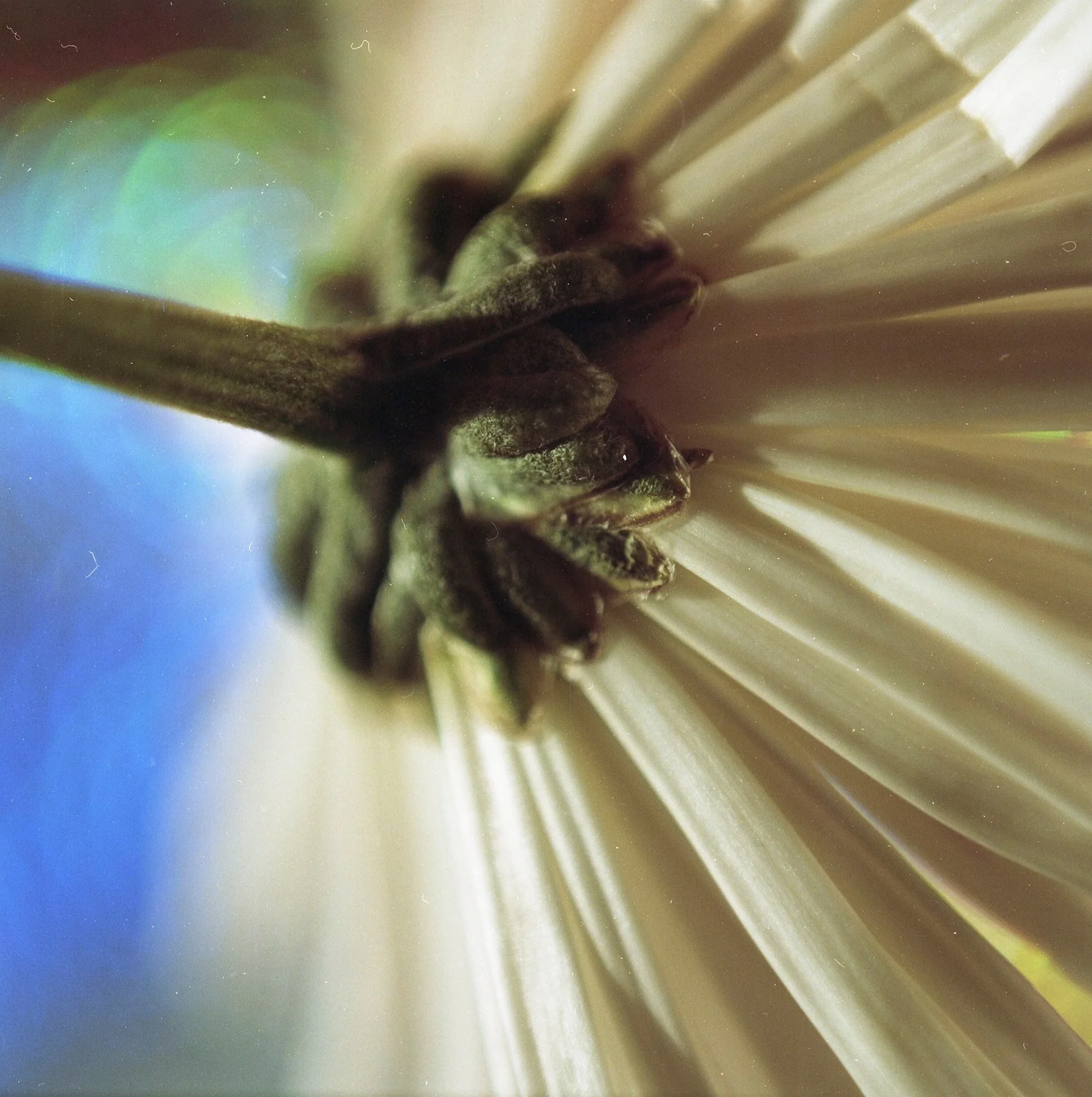 Fine Art Flowers Film 1.jpg