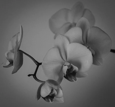 My Orchid.