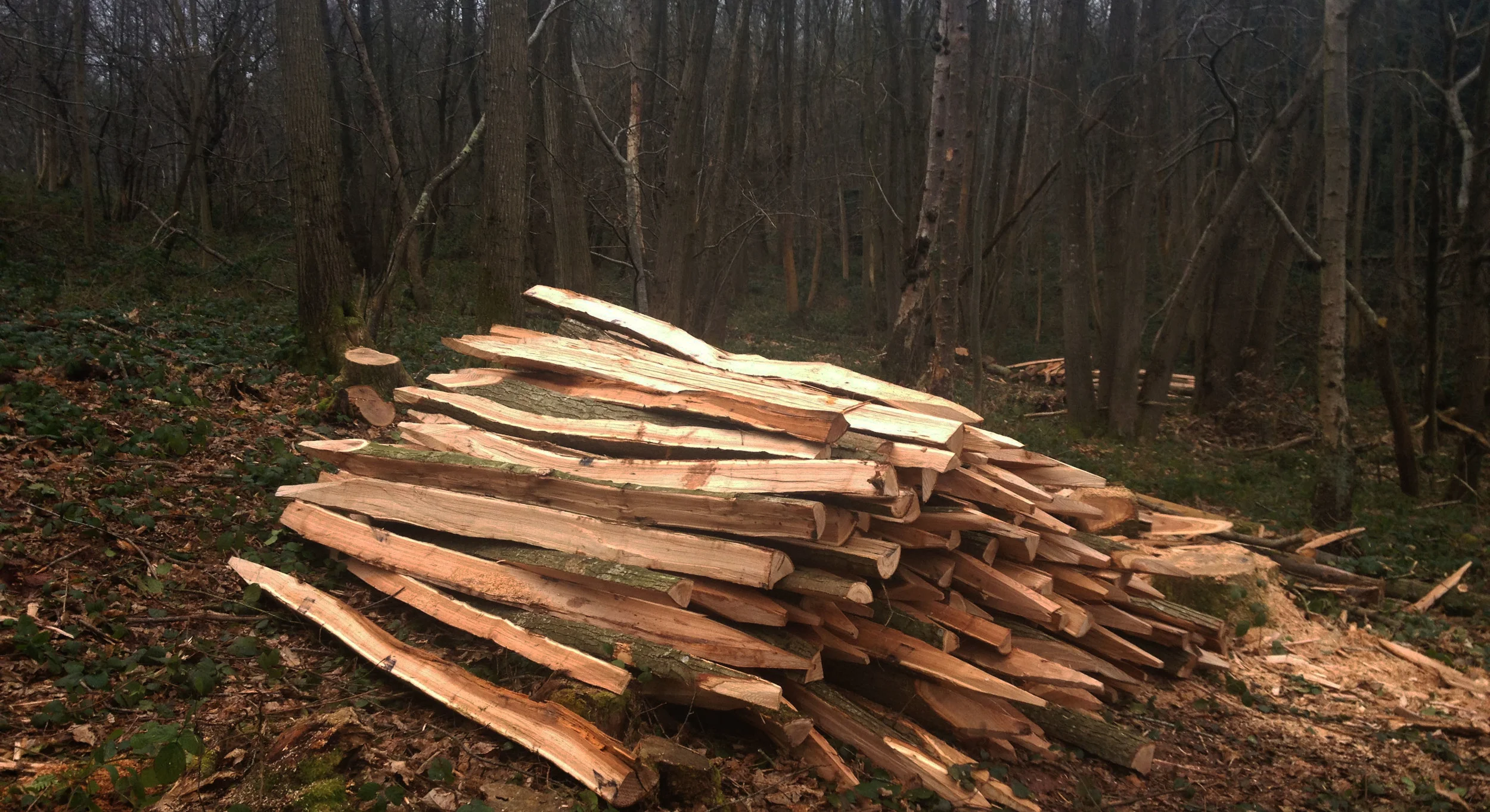 Coppiced chestnut fence posts - cleft in the wood and ready to extract.