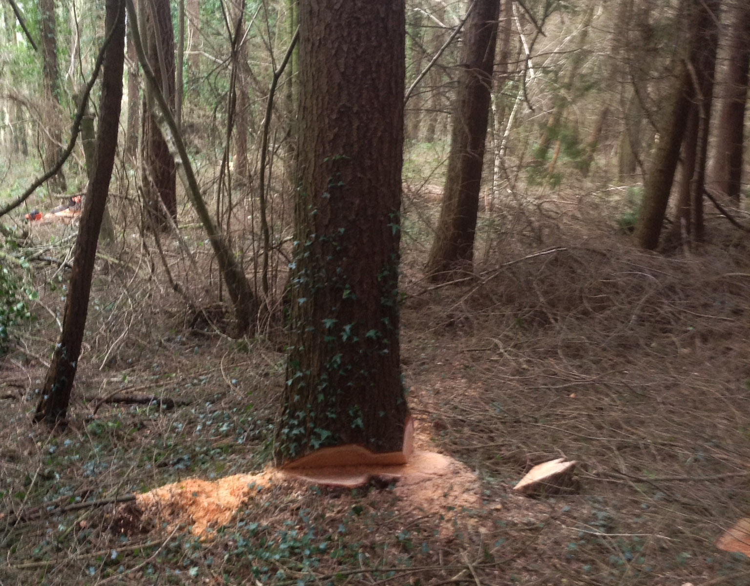Felling larch in a local wood.
