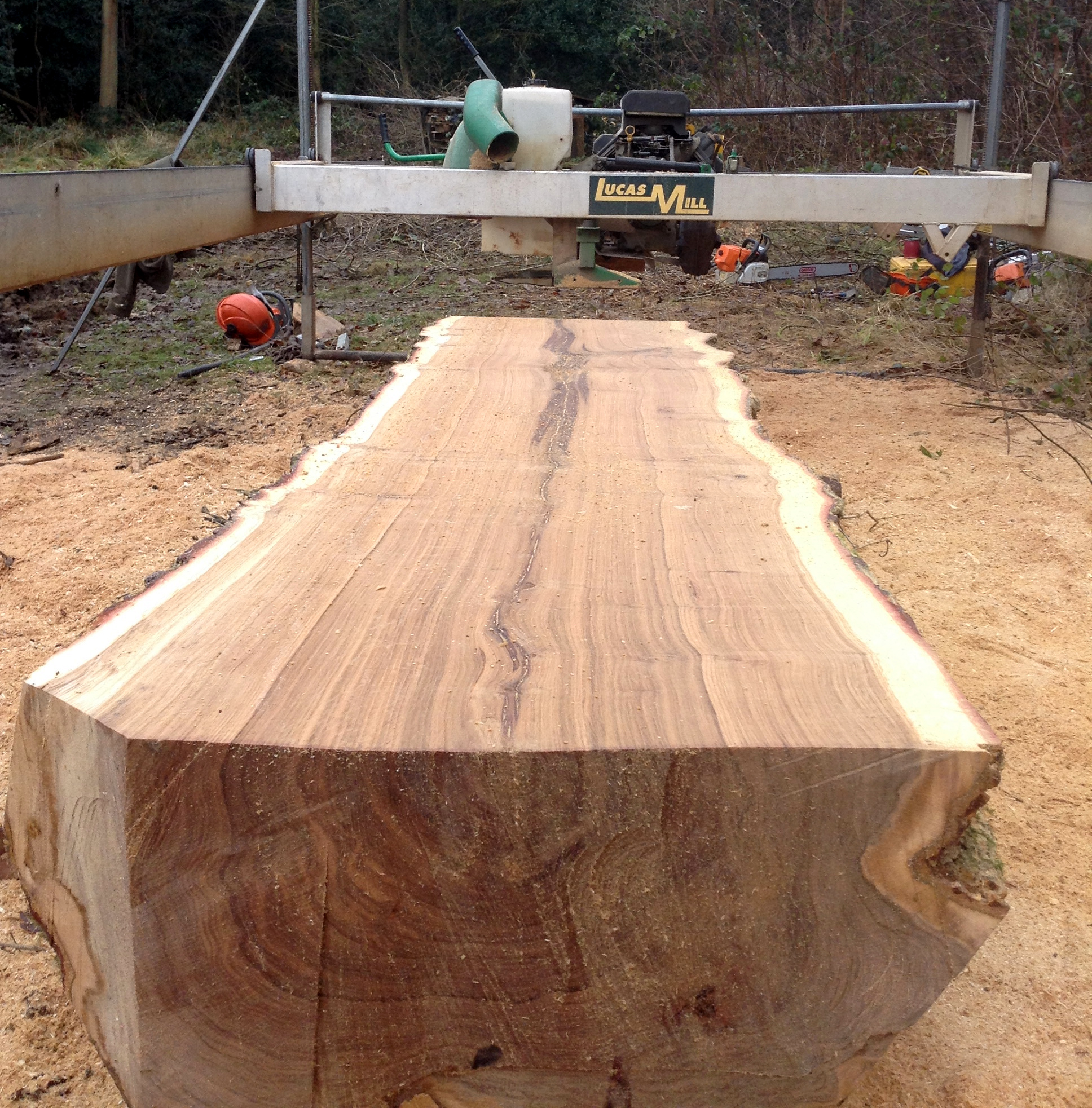 Oak sawlog in the mill.