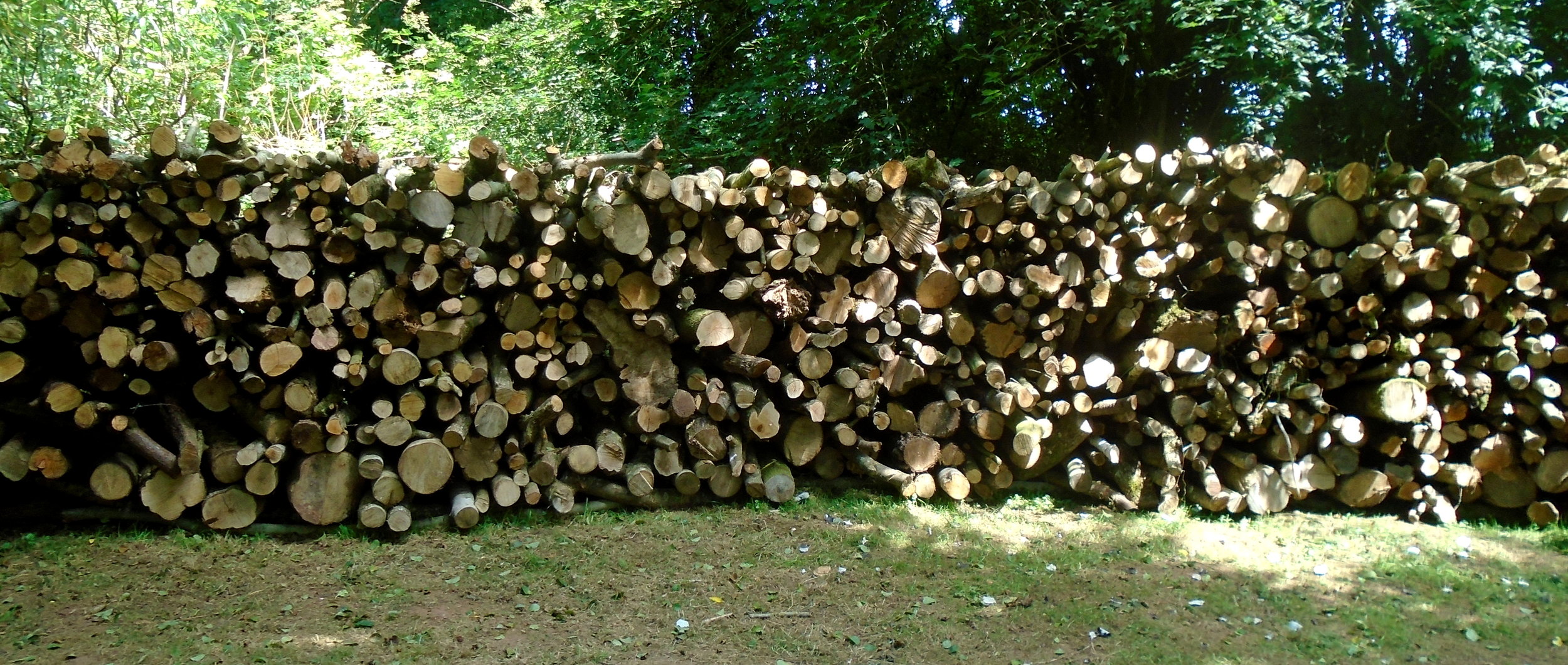 Firewood cords ready for processing.