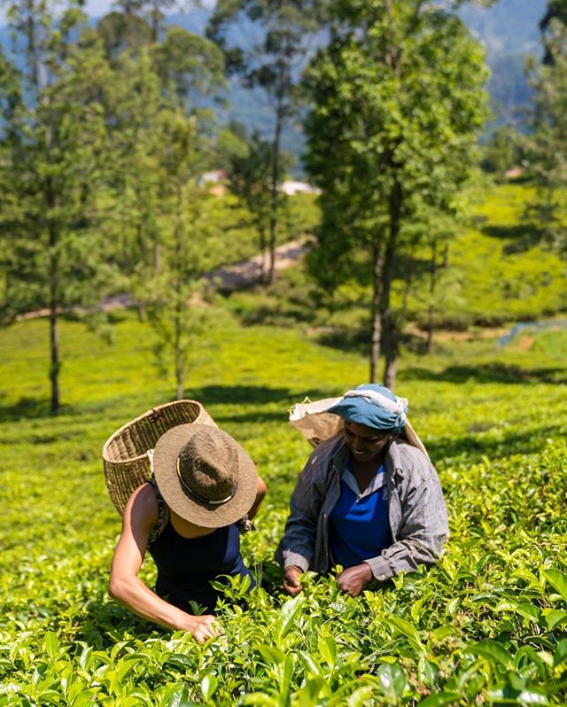 A beautiful afternoon plucking some tea leaves!⠀⠀⠀⠀⠀⠀⠀⠀⠀
📸: @brianleahyphoto #MarryMeinSriLanka ⠀⠀⠀⠀⠀⠀⠀⠀⠀
.⠀⠀⠀⠀⠀⠀⠀⠀⠀
.⠀⠀⠀⠀⠀⠀⠀⠀⠀
.⠀⠀⠀⠀⠀⠀⠀⠀⠀
.⠀⠀⠀⠀⠀⠀⠀⠀⠀
.⠀⠀⠀⠀⠀⠀⠀⠀⠀
#srilanka #hightea #sarinotsorry @planthisproductions #destinationwedding #destinationbr