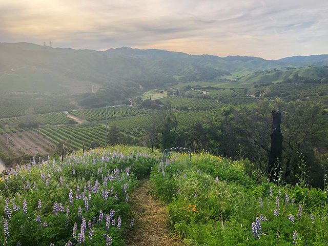 Last weekend at the top of the ranch in Santa Paula. You can still see the charred trunks and our ripped out orchards down below, but the flowers are as grand as everyone says. #thomasfire