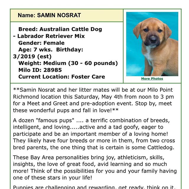 I might have to adopt “active and a tad goofy” @ciaosamin just so I can have someone keep me company while the other @ciaosamin is off being active and a tad goofy across America. @milodogsandcats I love you. The rest of you: go adopt some famous and less famous creatures already. And go see human @ciaosamin live and in person in a city near you.