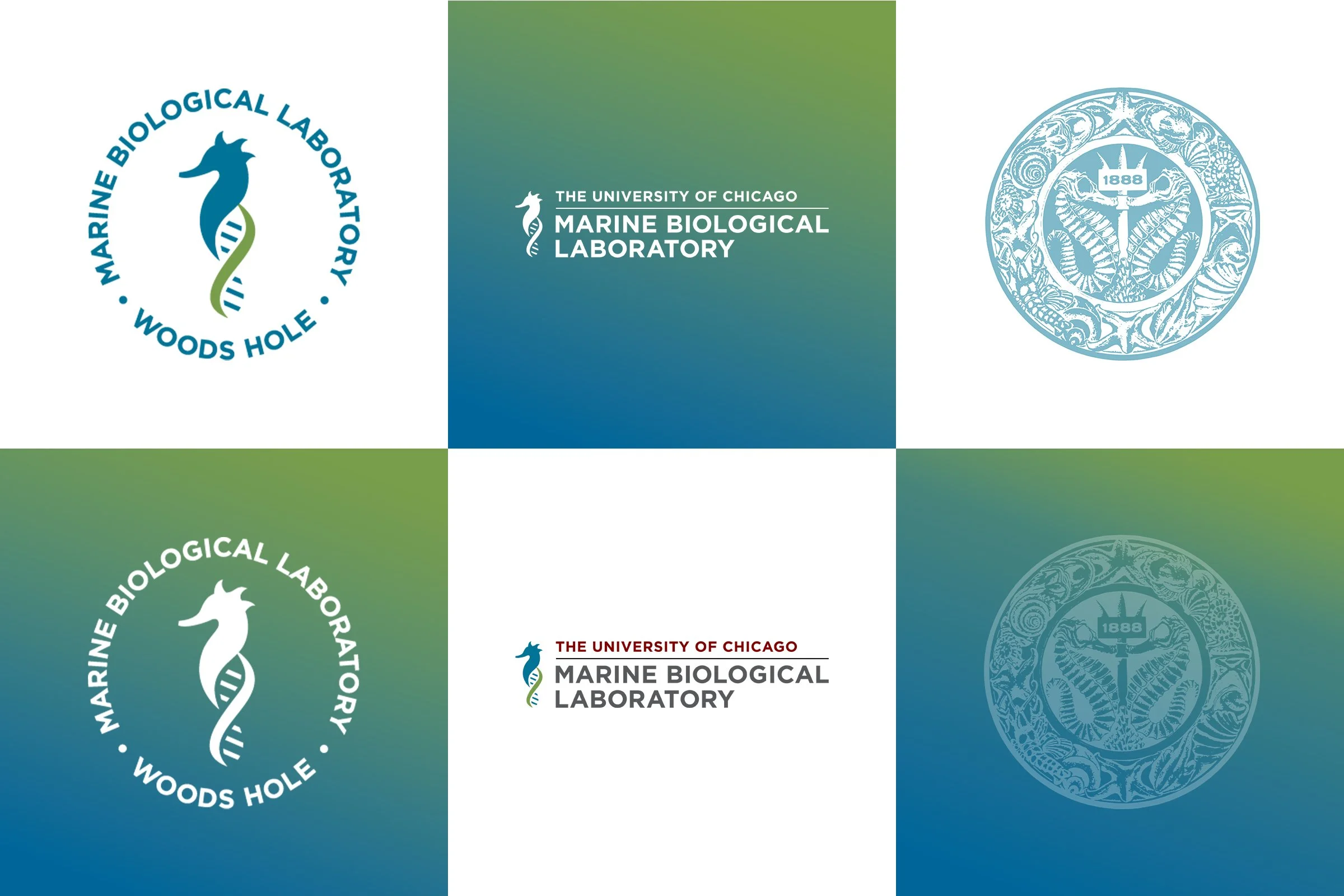 Marine Biological Laboratory Rebrand — Renee Kuklenski