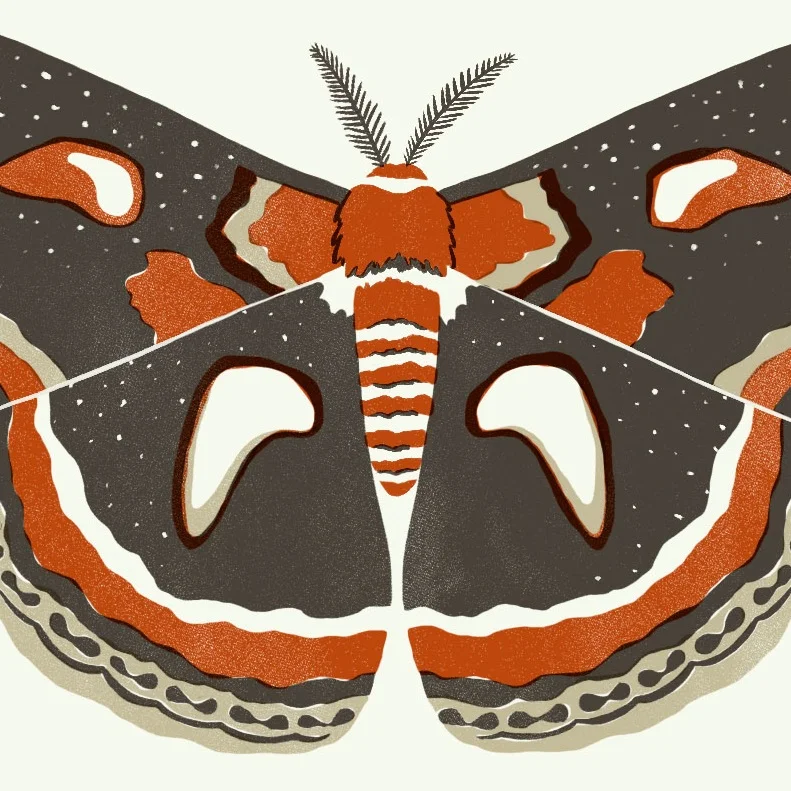 Cecropia+Moth3_1.jpg