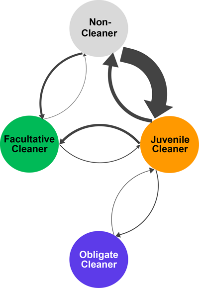 A conceptual flowcart that illustrates how transitions between states occurred over our reconstructions. The width of each arrow is approximately proportional to how frequent the transition occurred.