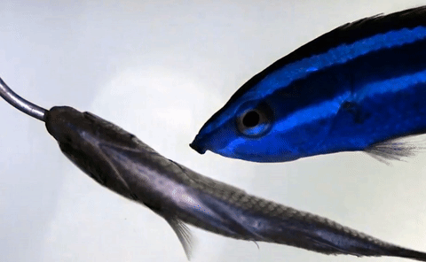 Larabicus quadrilineatus feeding on an euthanized & suspended client fish. We used this technique to investigate how cleaning occurs.