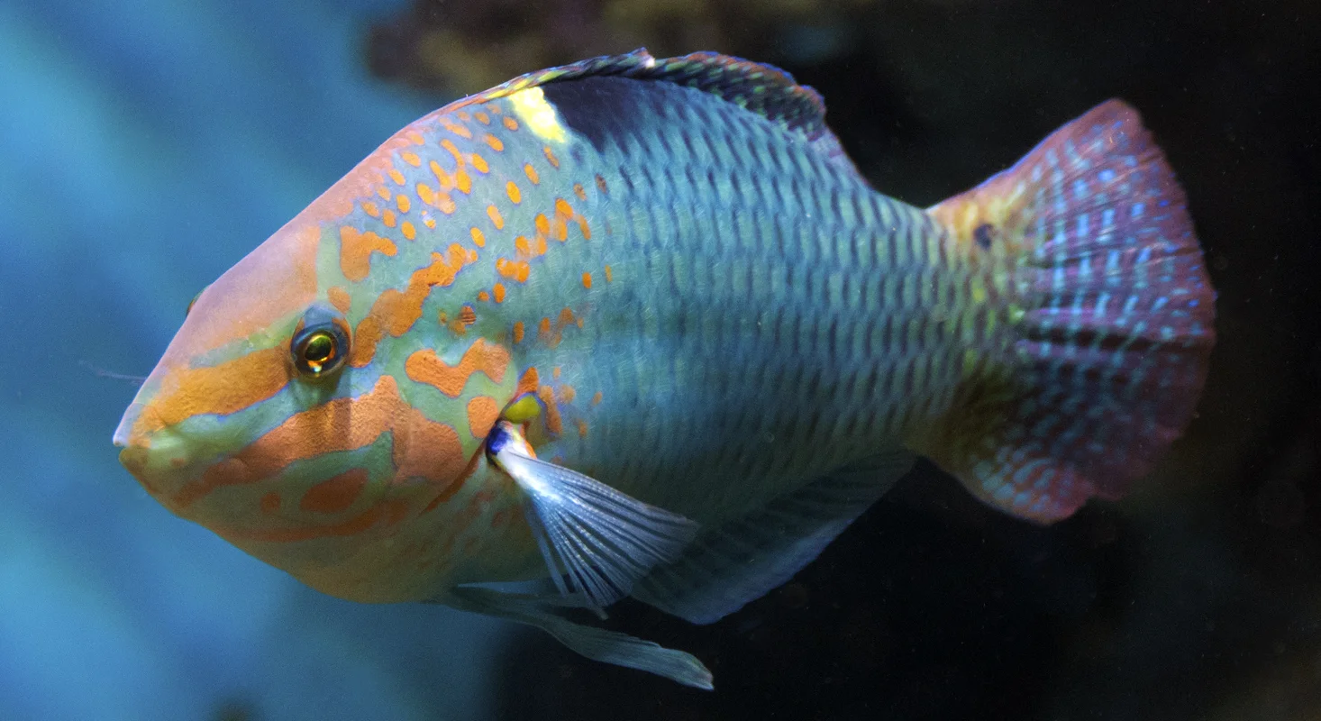 Thalassoma-lutescens.jpg