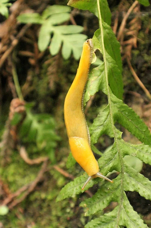banana-slug-1.jpg