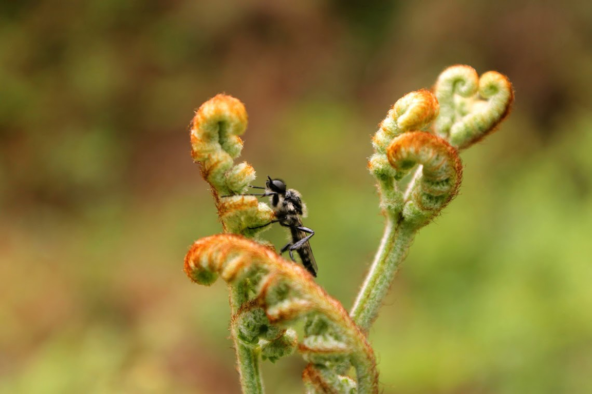 fern-insect.jpg