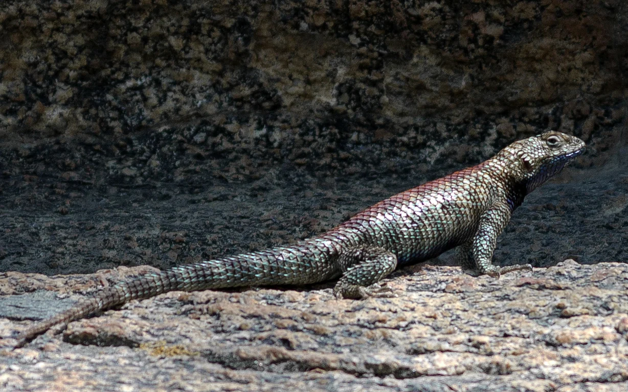 granite-spiny-lizard-sceloporus-orcutti-2.jpg