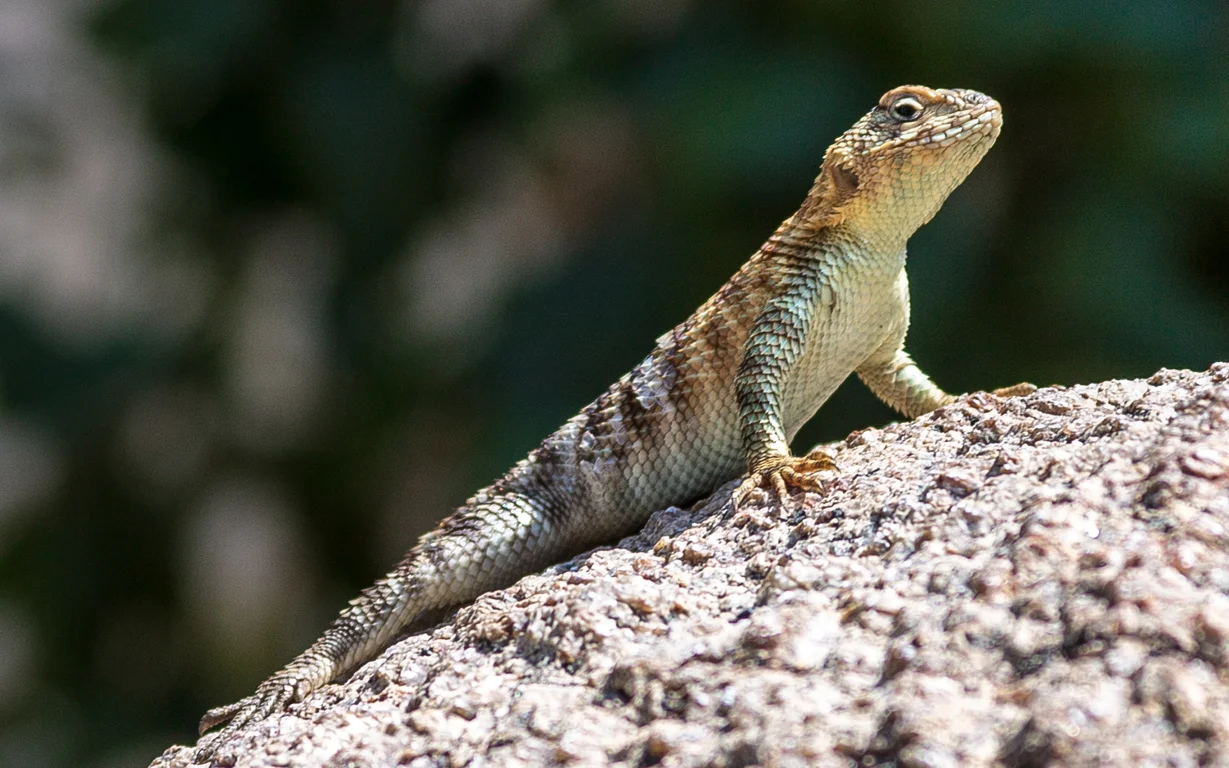 granite-spiny-lizard-sceloporus-orcutti-1.jpg