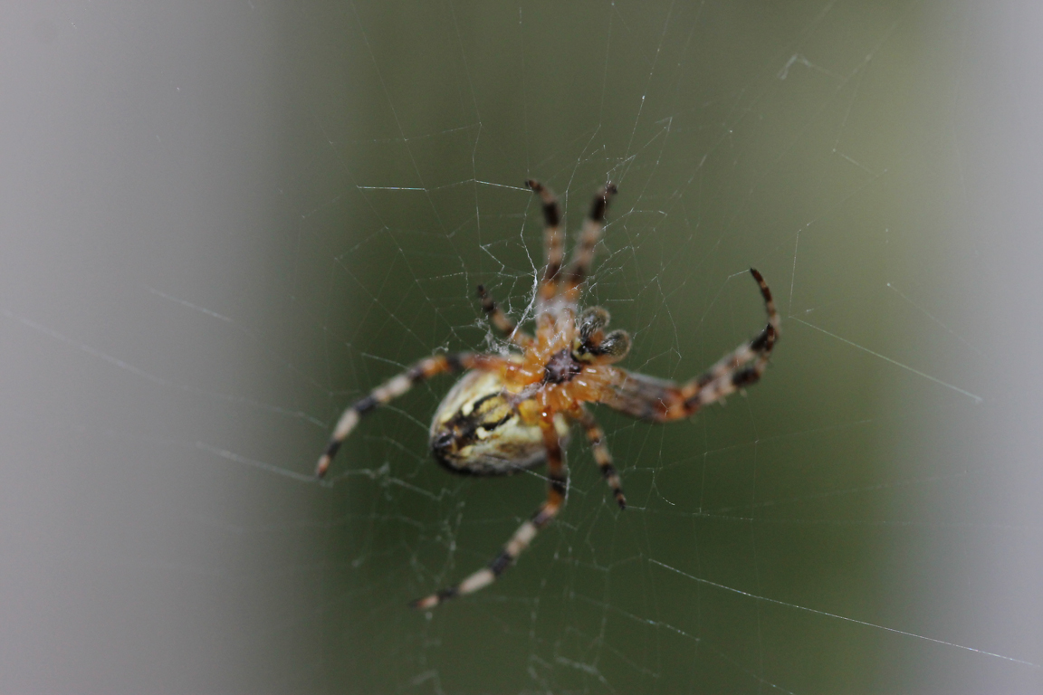 spider.jpg