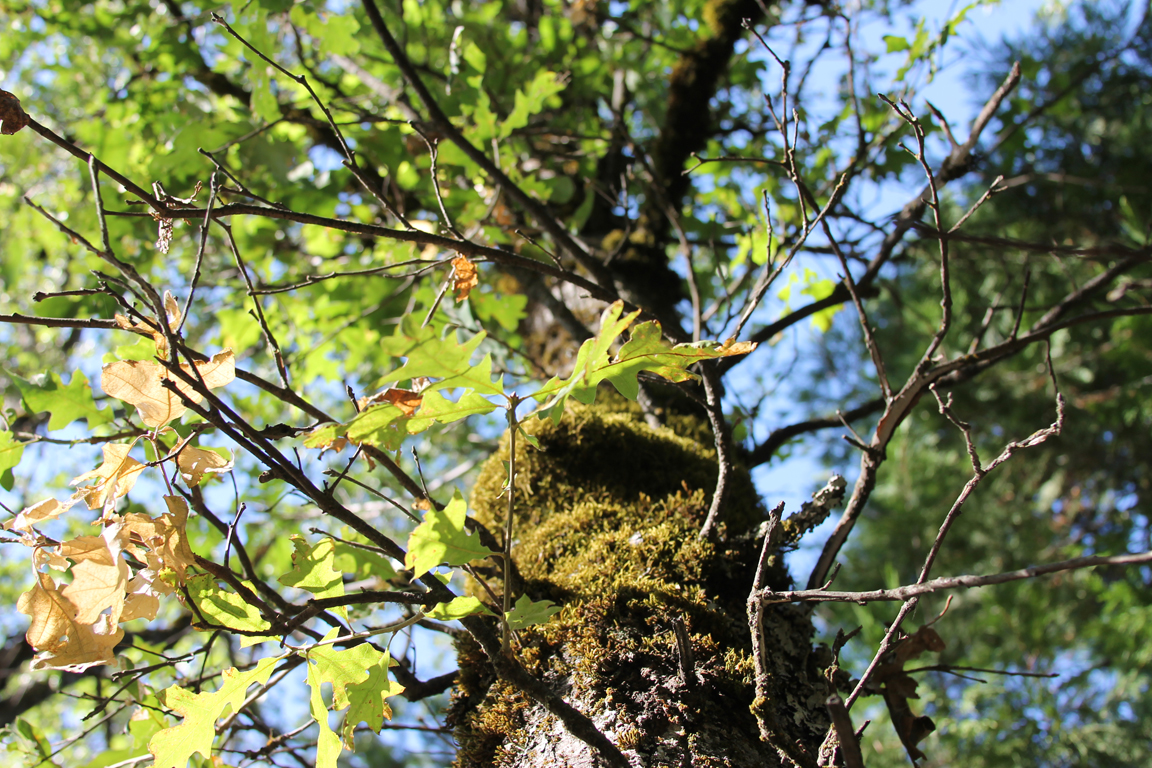 tree.jpg