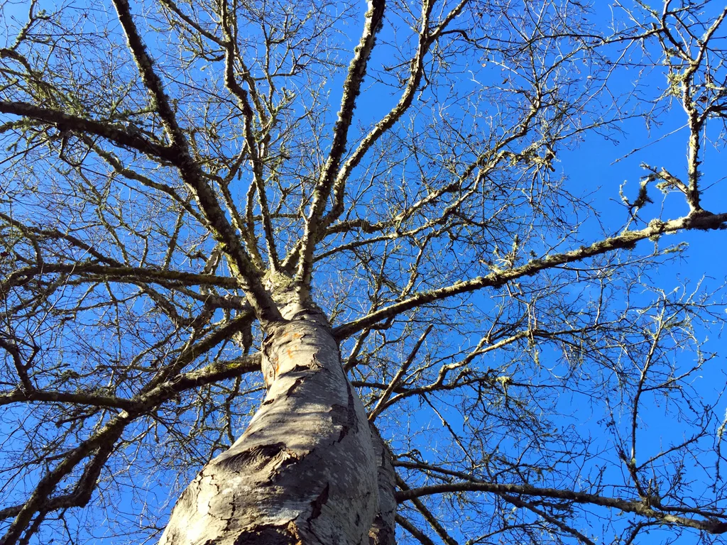tree-2.jpg