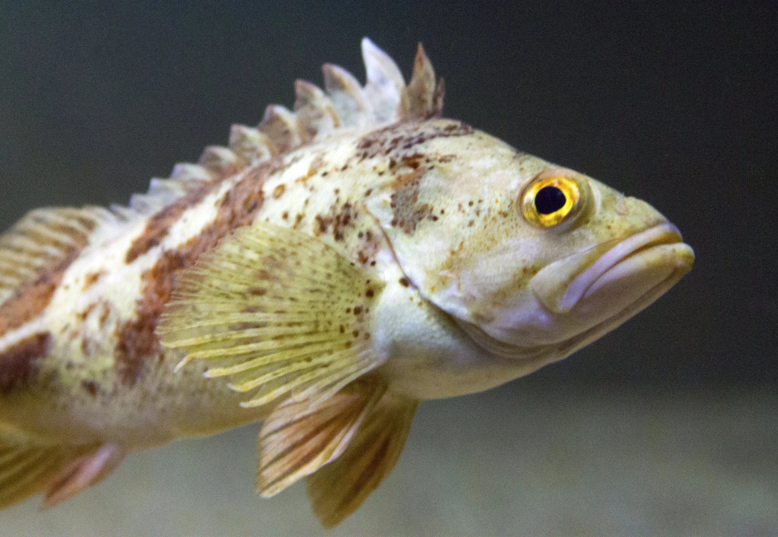 calico-rockfish.jpg