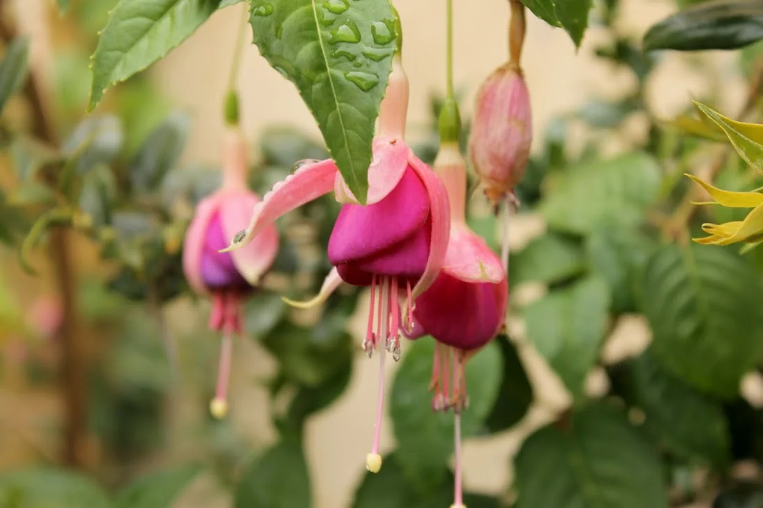 fuschia.jpg