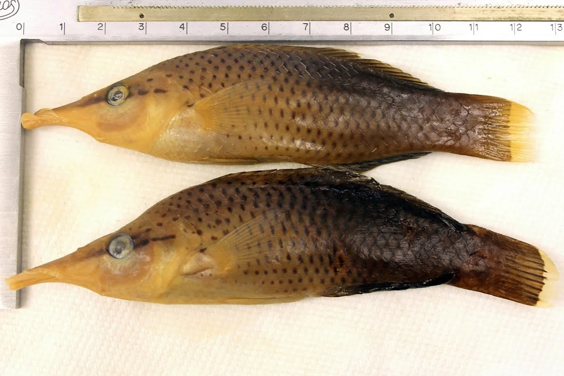 gomphosus-varius-bird-wrasse.jpg