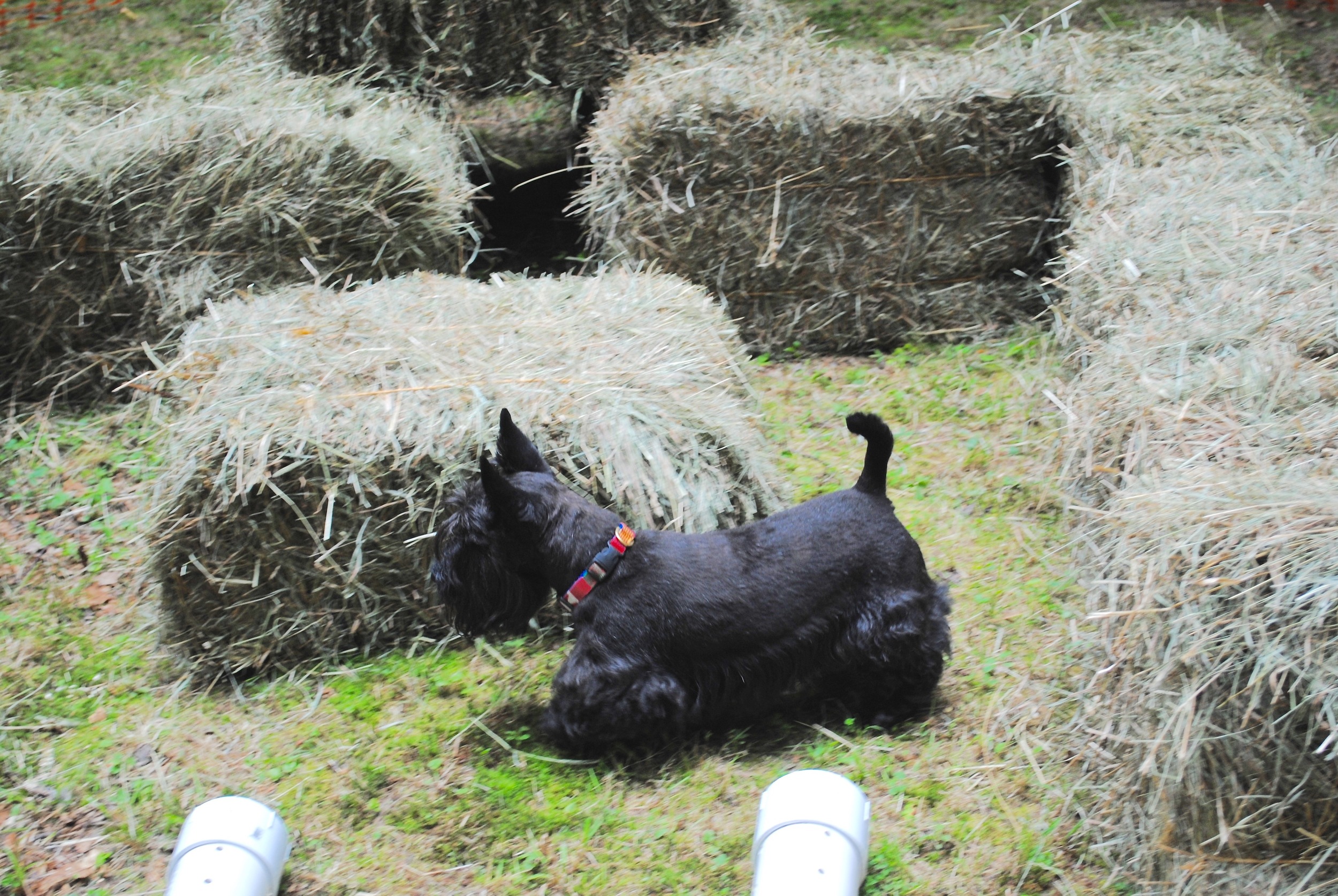 Barn Hunt at the Doggie Fun Day in July