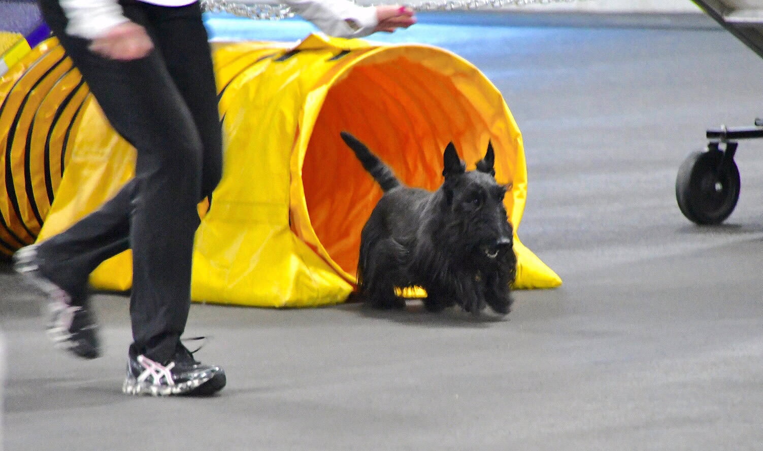 Agility Trials April 21, 2018